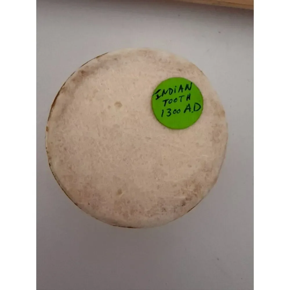 vintage homemade paperweight with Tooth attached to bone